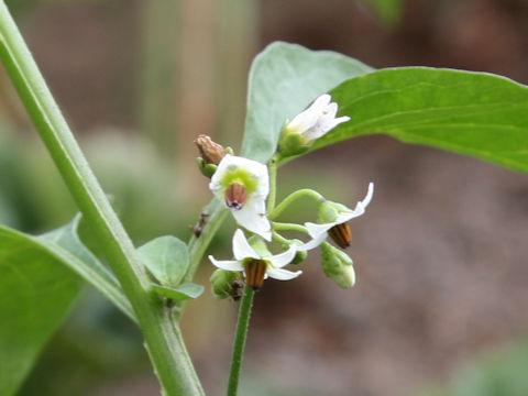 Solanum nigrum