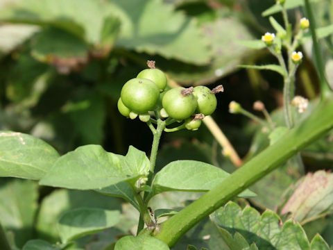 Solanum nigrum