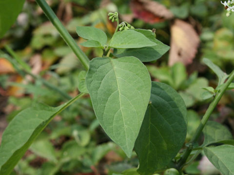 Solanum nigrum