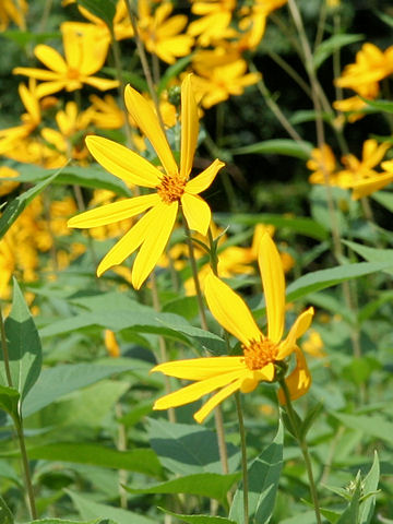 Helianthus strumosus