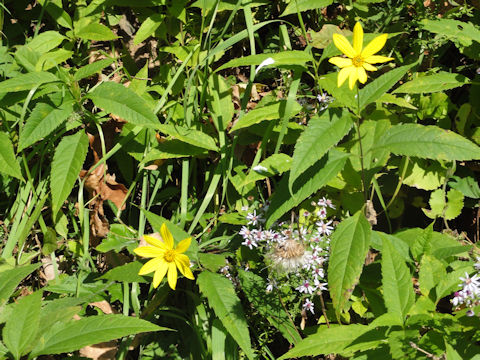 Helianthus strumosus