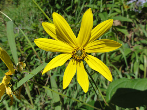 Helianthus strumosus