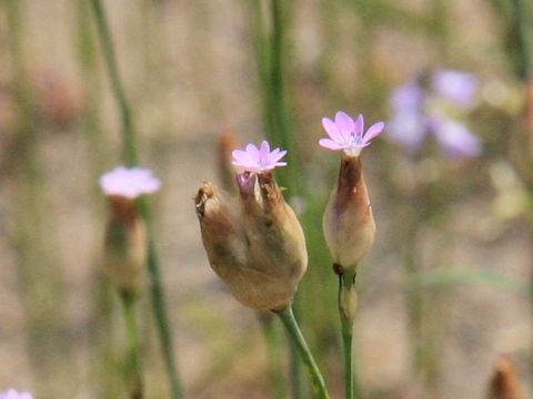 Petrorhagia nanteuilii