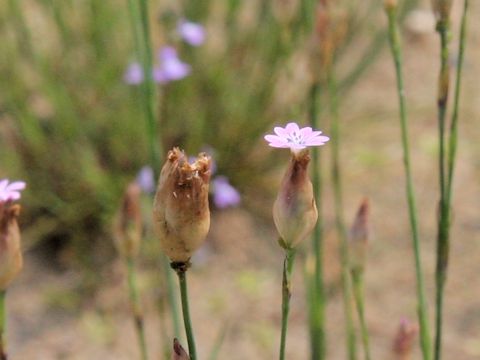 Petrorhagia nanteuilii