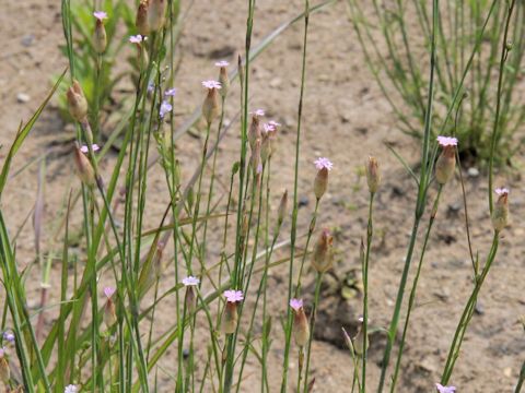 Petrorhagia nanteuilii