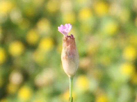 Petrorhagia nanteuilii