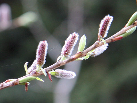 Salix integra