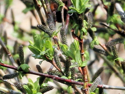 Salix integra