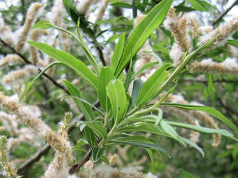 Salix integra