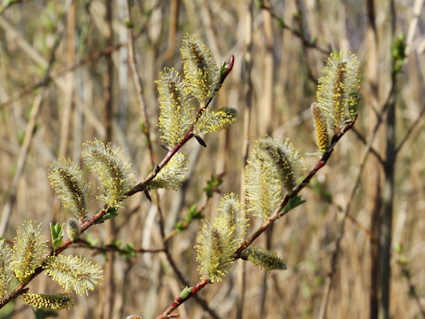 Salix integra