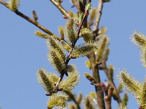 Salix integra