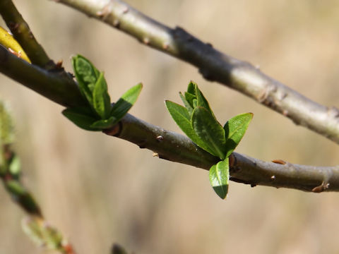 Salix integra