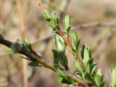 Salix integra