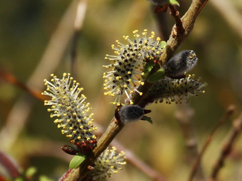 Salix integra