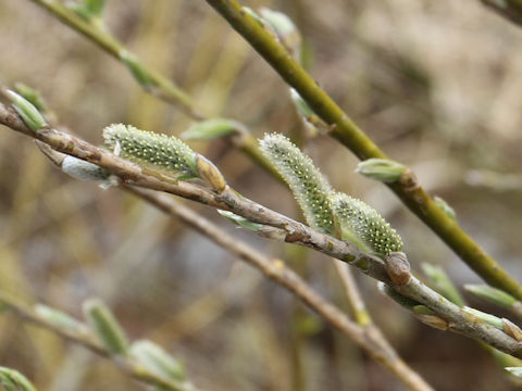 Salix integra