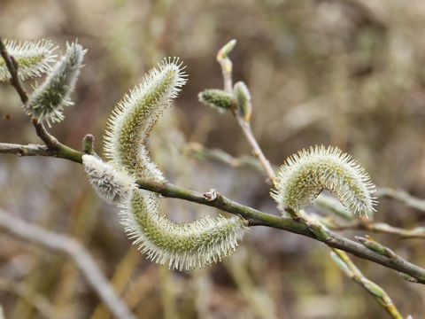 Salix integra