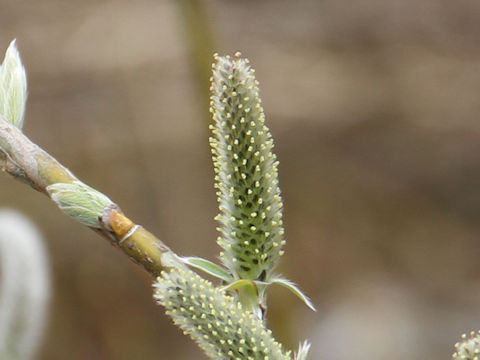 Salix integra