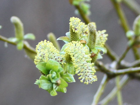 Salix integra