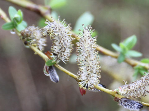 Salix integra