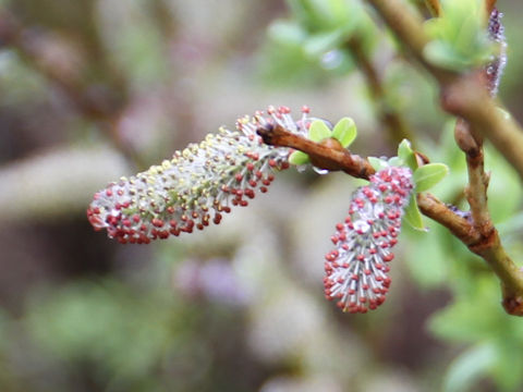 Salix integra