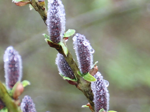 Salix integra