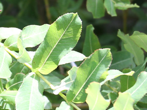 Salix integra