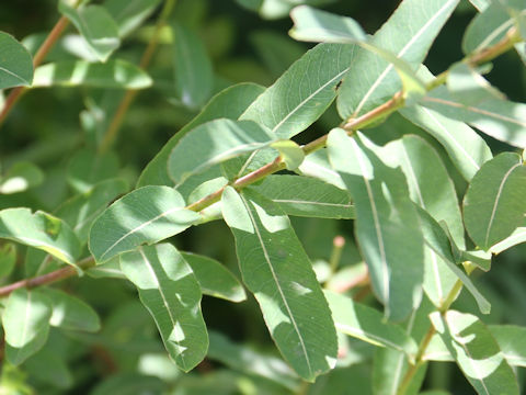 Salix integra