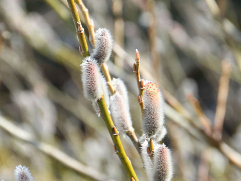 Salix integra