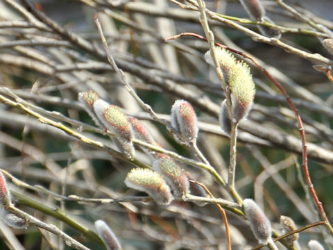 Salix integra