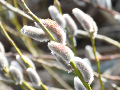 Salix integra