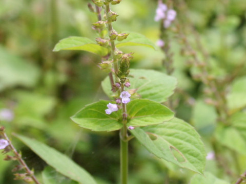 Mosla punctulata