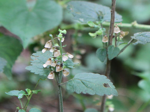 Mosla punctulata