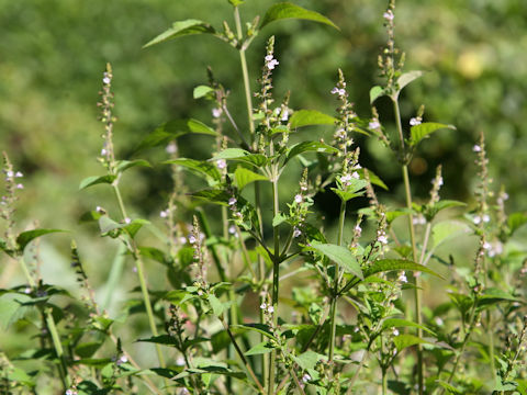 Mosla punctulata