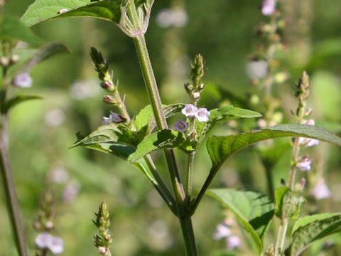 Mosla punctulata