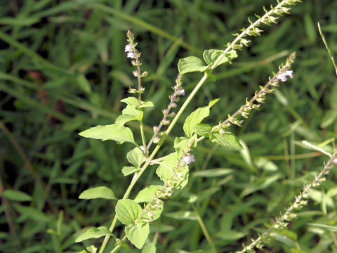 Mosla punctulata