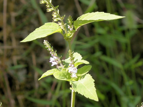 Mosla punctulata