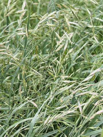 Bromus catharticus