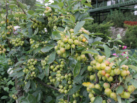 Malus prunifolia