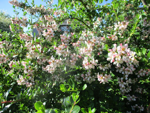 Malus prunifolia