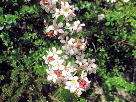 Malus prunifolia