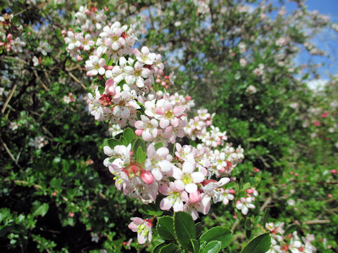 Malus prunifolia