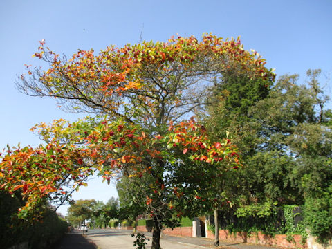 Malus prunifolia