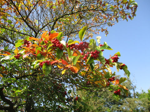 Malus prunifolia