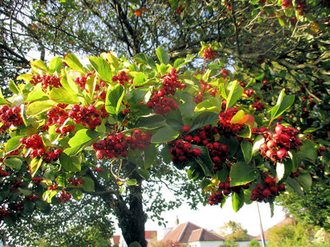 Malus prunifolia