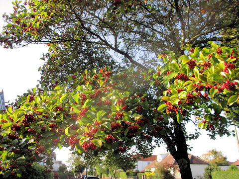 Malus prunifolia