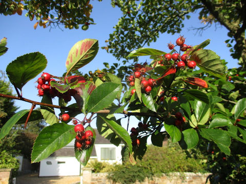 Malus prunifolia