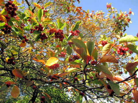 Malus prunifolia