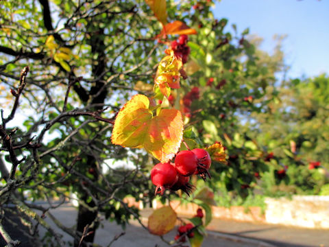 Malus prunifolia