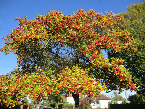 Malus prunifolia