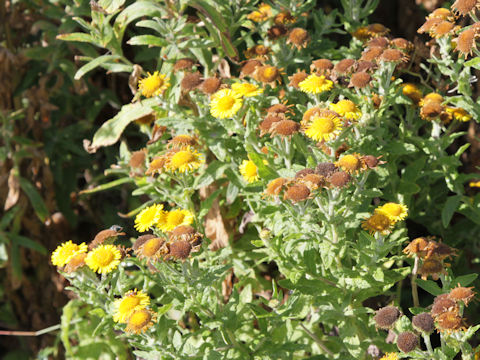 Inula salicina